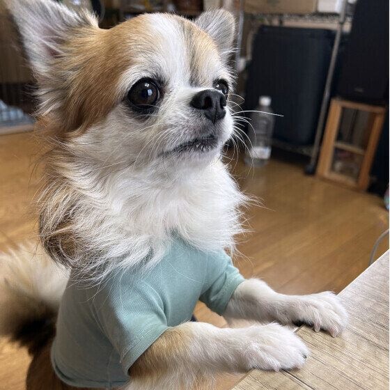 チワワ 僕にもちょうだい