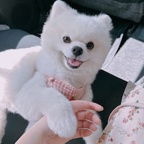 犬が甘えたいときに見せるしぐさとは？　行動からわかる愛犬の気持ちを解説