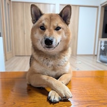 「真剣に話を聞いてくれそう？」前足クロスで貫禄たっぷりな柴犬のたたずまいに思わずクスッ