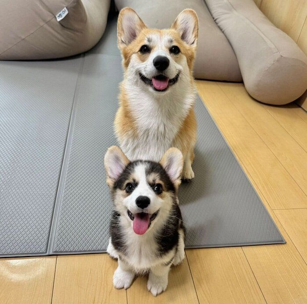 ポルテちゃんと姉犬・コパンちゃん