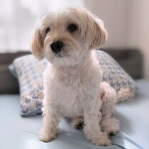 犬がいつもより静かすぎるときは要注意？　見逃したくない危険なサインと見分けるポイントを解説