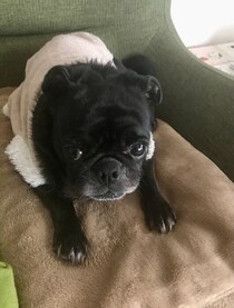 小さくてすばしっこい生後3カ月のパグ子犬→人が大好きなコに成長！“そばにいてくれるだけで安心させてくれる”存在に！