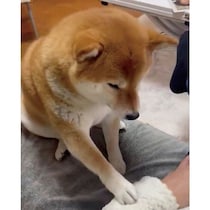 パパさんがなでるのをやめると前足で“ちょんちょん”　柴犬の可愛いしぐさからわかる心理｜獣医師解説