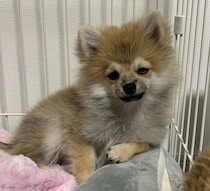 “猿期”で個性的な毛並みだった子犬→4年後、ふわふわに成長した姿に飼い主も「同じ犬!?」とびっくり