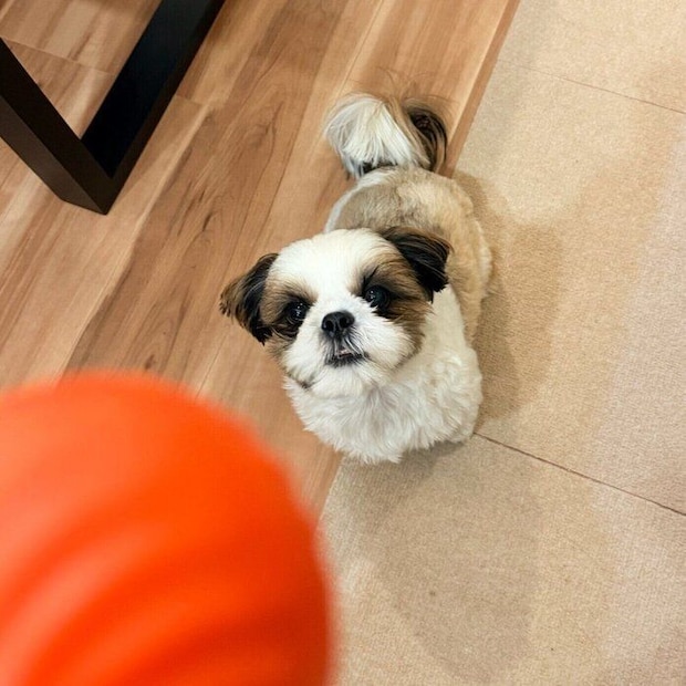 ふだんの様子 ボールを見つめるコロくん