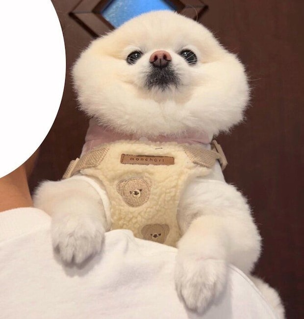 見た目が肉まんのようなぽんちゃん