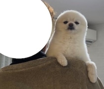 “きゅるるん”顔のポメラニアンが、眠くなると“アザラシ”化!?　別犬級の変化に思わず二度見