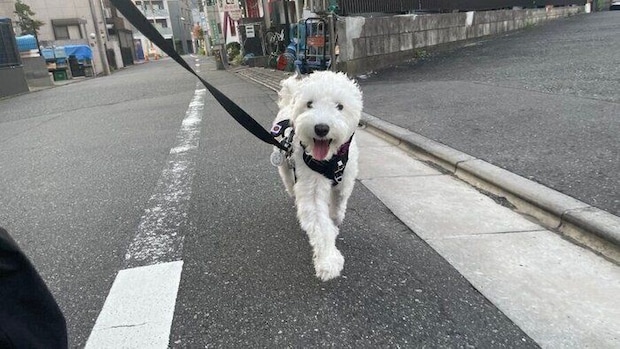 別の日の様子。散歩をするしびれくん