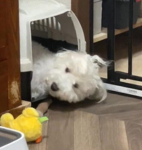 眠っている途中で一度目を覚ますしびれくん