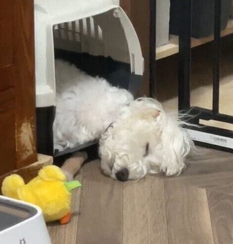 再び眠りにつくしびれくん