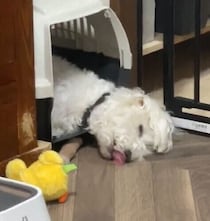 クレートで眠る犬が舌をペロペロ「おいしそうな夢を見ているの？」行動の理由を獣医師に聞いてみた