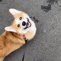 散歩中の生後7カ月コーギー子犬の“アイコンタクト”が可愛すぎる！　まぶしい笑顔に「心が全部持っていかれた」の声