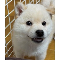 運命を感じて迎えた生後2カ月の柴の子犬→2才の今は、“筋肉の塊”のようにたくましく成長！