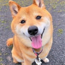 犬も孤独や寂しさを感じる？　孤独を感じやすい環境や生活習慣と対策を解説