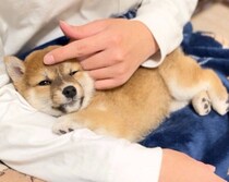 お迎え1週間でパパを全力で信頼していた柴犬の子犬　2才の今も甘える姿に「愛がすごい」