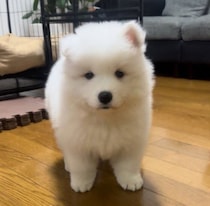 「ぬいぐるみのようだった」生後2カ月のサモエド子犬→1年半後、体は大きく成長しても“子犬のまま”の甘えん坊に！