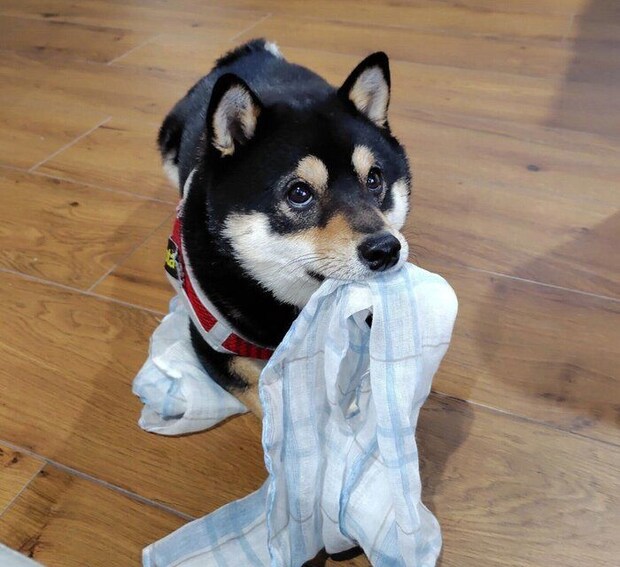 1才になったこたくん