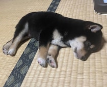 遊び疲れて突然“電池切れ”した柴犬の子犬→1才の今、“おとなの顔立ち”でアピール上手なコに！