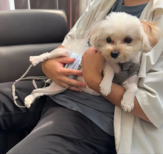 飼い主さんに抱っこしてもらうむぎくん