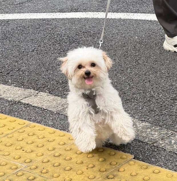 コンビニから出てきた飼い主さんを見つめるむぎくん