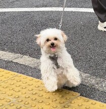 「あっ！ママ出てきた！」コンビニから出てきた飼い主をうれしそうに出迎える愛犬がかわいすぎる！