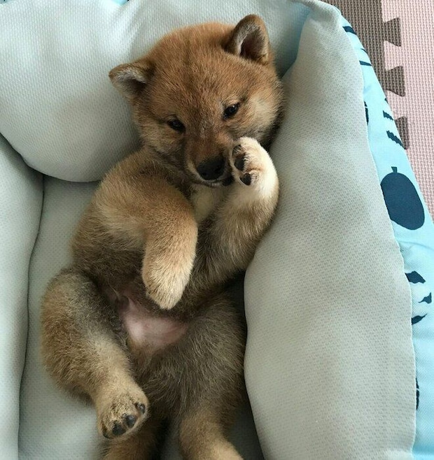 生後2カ月のころのこむぎくん
