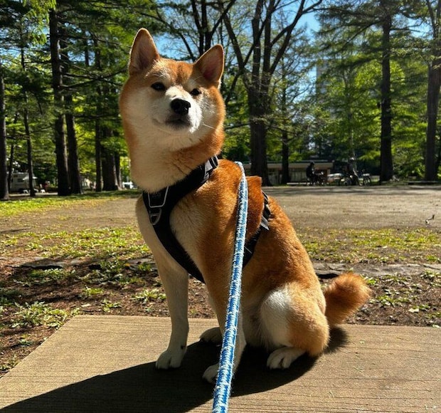 現在のこむぎくん