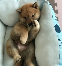 “動くクマのぬいぐるみ”みたいだった柴犬の子犬→7才の今は、“どーんと構えたキツネ”のようなコに！