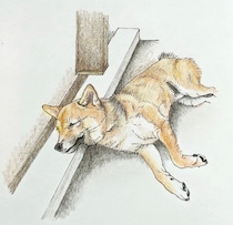 柴犬あるある、日向ぼっこの気持ちよさを優先するとこ｜連載「ここ掘れここ柴」vol.313