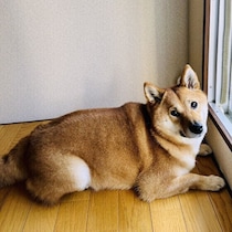 皮膚炎や消化器症状に注意　梅雨時に気を付けたい犬の不調を獣医師に聞いた