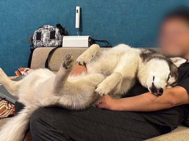 パパさんの上でくつろぐムイちゃん