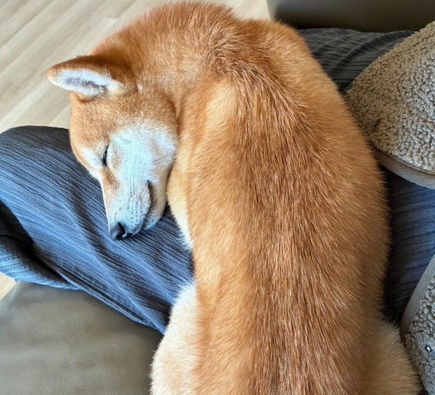飼い主さんにくっつくちっくん