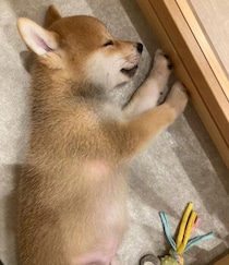 遊び疲れて“電池切れ”していた柴犬の子犬→2才目前の今、飼い主の膝の上でスヤスヤ眠る甘えん坊に成長