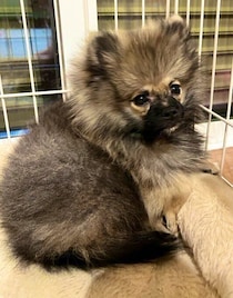 怖がりだった生後3カ月のポメラニアン子犬→約4カ月後、負けん気の強い活発なコに成長！飼い主さんにとって“相棒”のような存在に