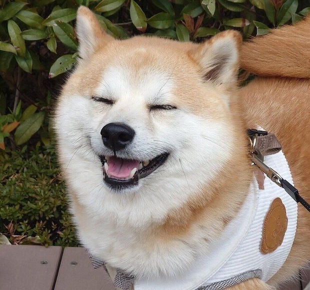笑顔のししまるくん