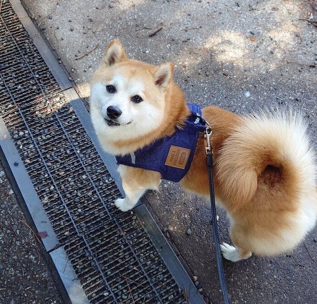別の日に散歩をするししまるくん