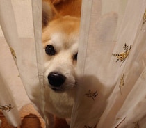 おやつを期待している？　“台所にいる飼い主さんをのぞき見する”犬の心理を獣医師が解説