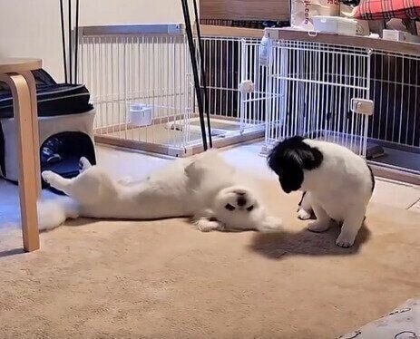 ペットカメラに映るちゅーいちゃんとはんくん