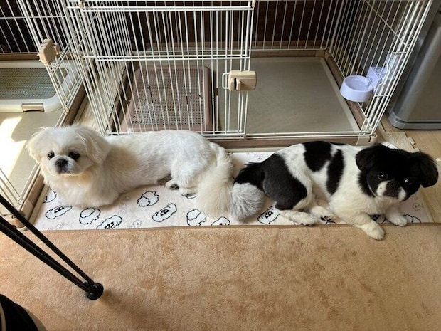 お尻を向けて座るはんくんとちゅーいちゃん