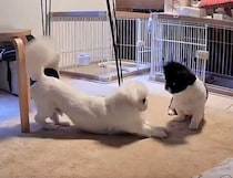 遊んでのサイン？　同居犬に甘えるしぐさを見せる犬、その心理を獣医師が解説