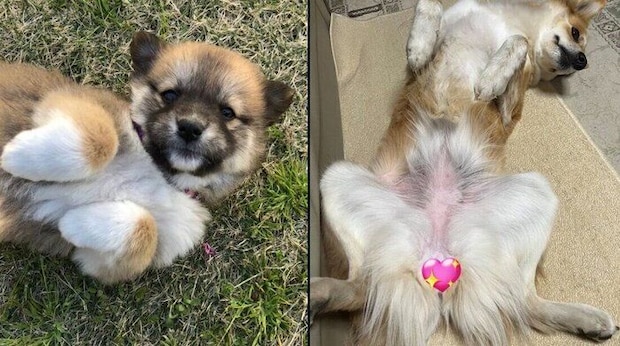 チャロちゃんのビフォーアフター写真