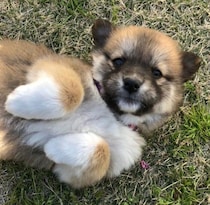 生後2カ月で“降参ヘソ天”していた保護子犬→大きく成長した今も“何かあればコロン”な姿にほっこり