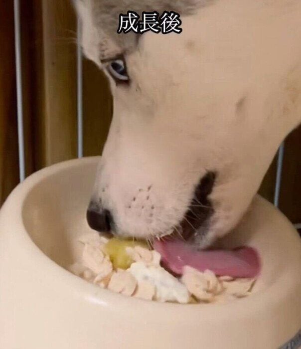 ゴハンを食べるアシㇼちゃん