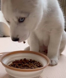 ゴハン中にフードをポロポロこぼすハスキーの子犬　“口元ゆるめ”なあどけない姿に思わずほっこり