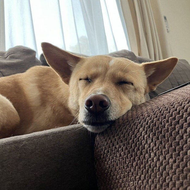 安心した様子で眠るきなこくん