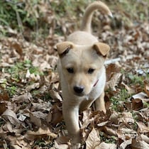犬との暮らしを諦めかけていたときに出会った保護子犬→迎えて5年、「このまま元気でいてほしい」と願う存在に