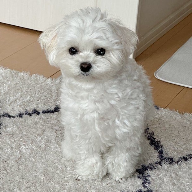 話題になった投稿　“申し訳なさそう”な表情をする愛犬
