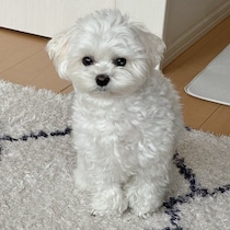 「お仕事のこと理解してくれているのかな」控えめに“遊ぼうって言いにきた”愛犬がかわいすぎて話題に！
