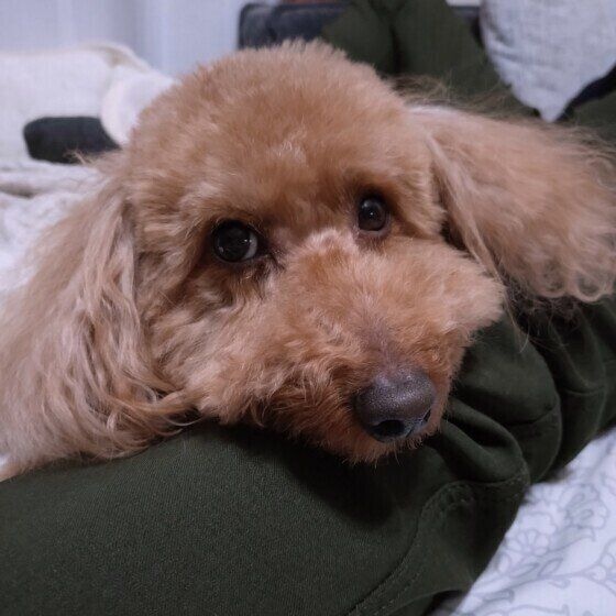 飼い主さんの膝にあご乗せするトイ・プードル