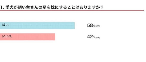 愛犬が飼い主さんの足を枕にすることはある?